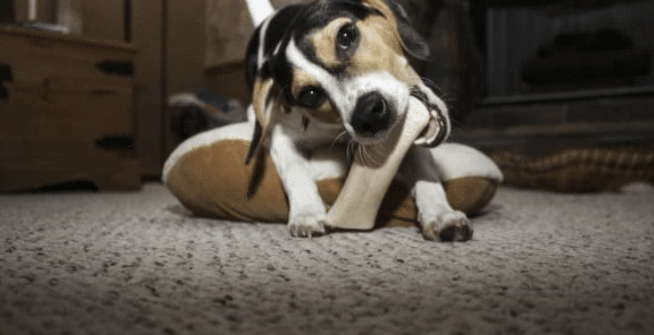 candid-partners-why-this-amazon-pet-brand-ceo-stuck-with-canopy-after