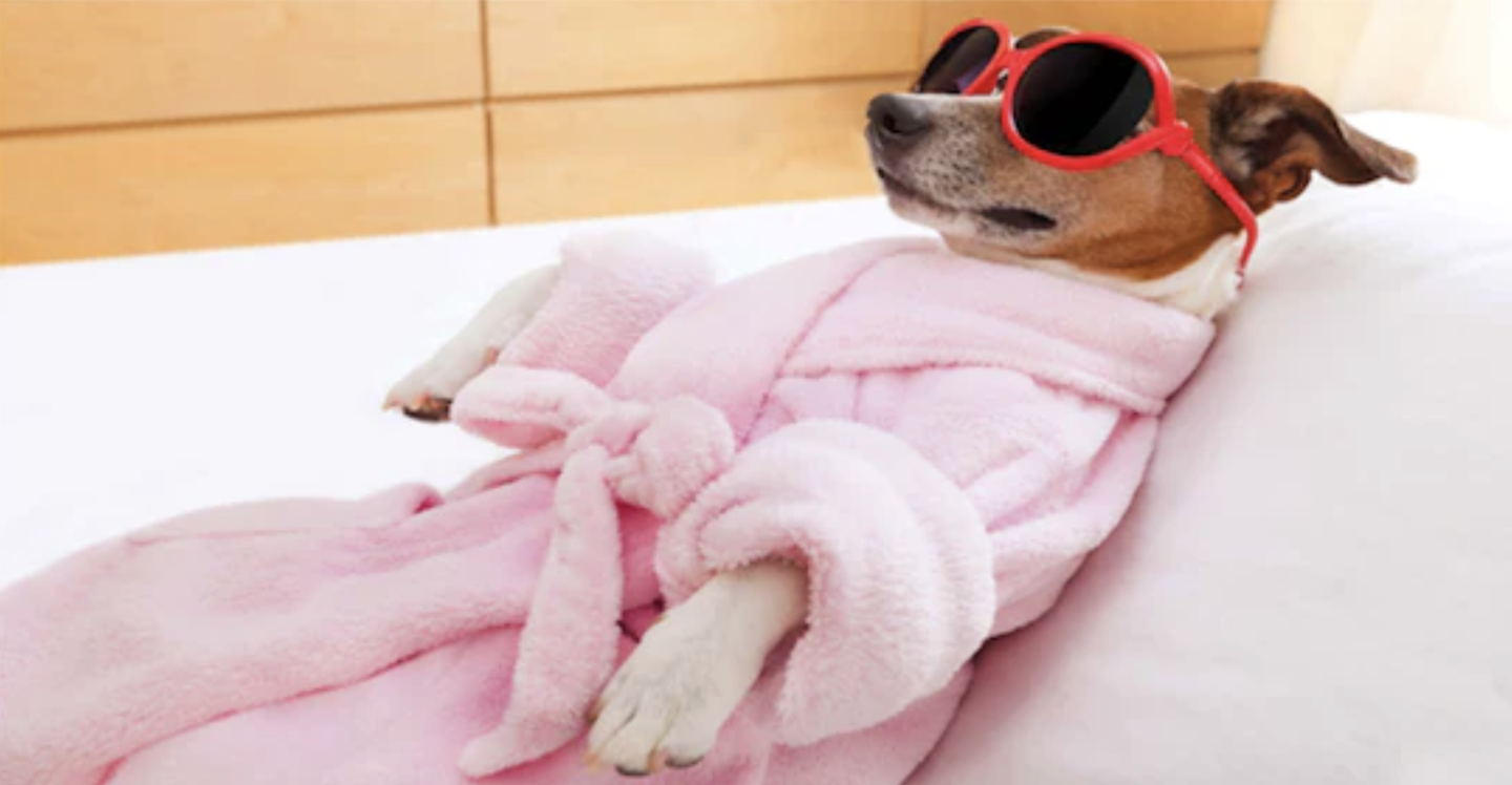 Small dog laying on its back in sunglasses and a pink bathrobe